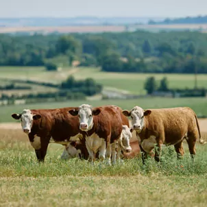 vache dans le près