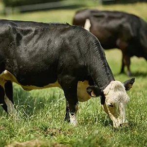 Vache qui se nourrit au pré